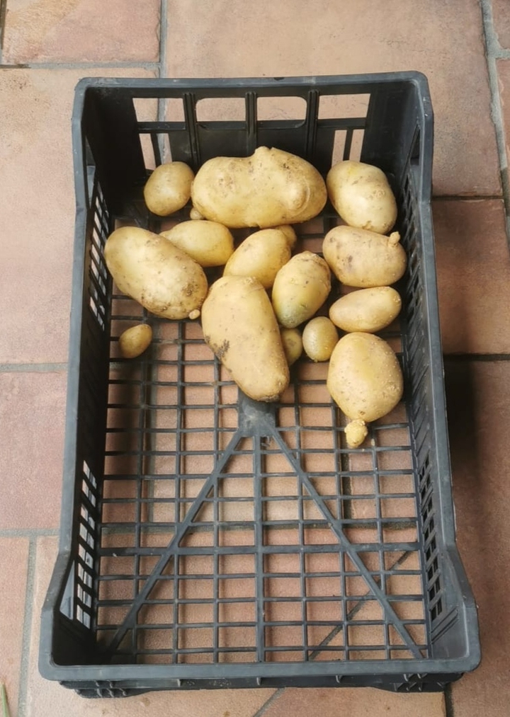 Le mie prime patate ?