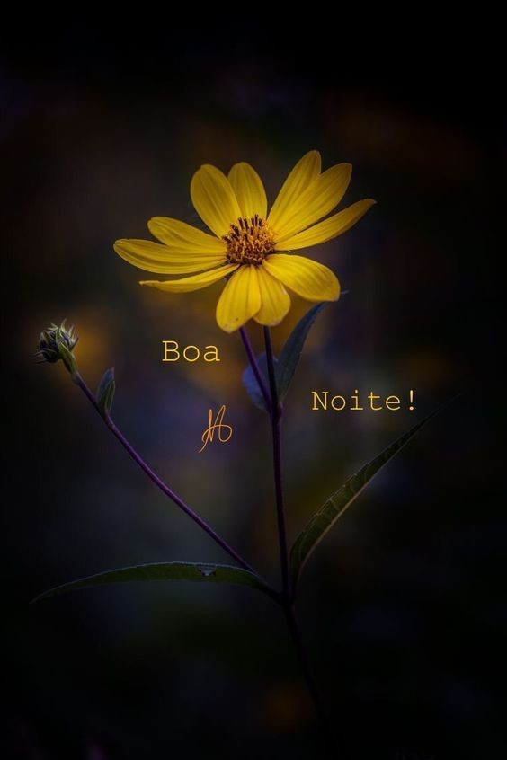 Boa noite