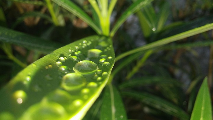 drops