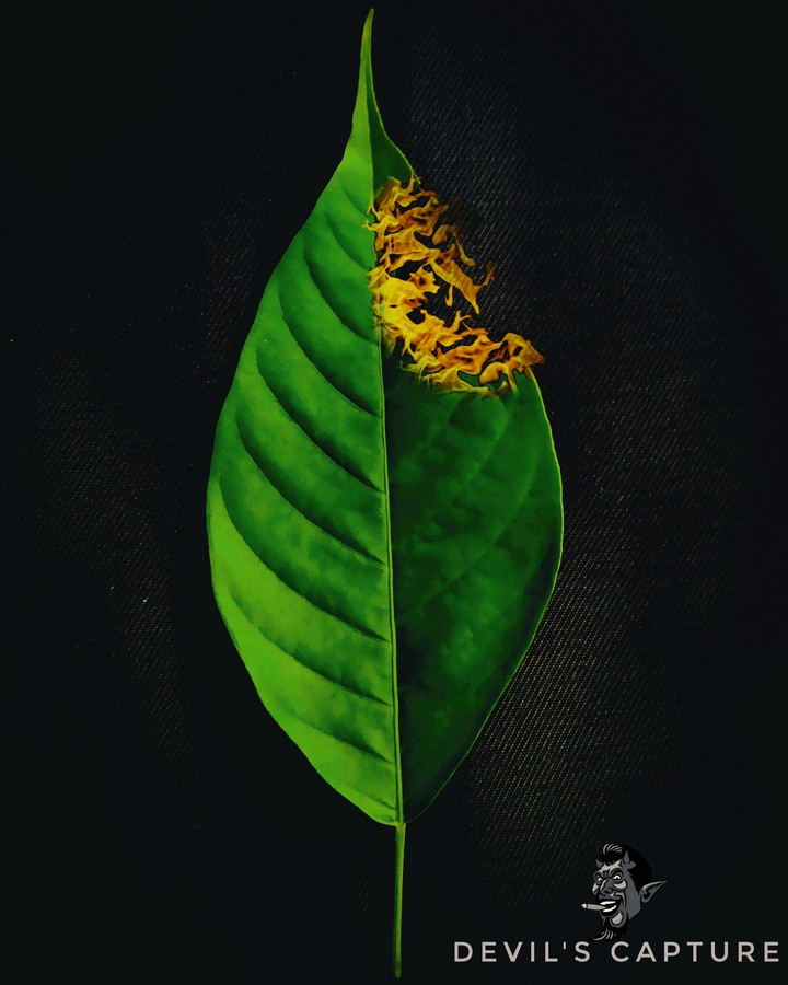 leaf on fire