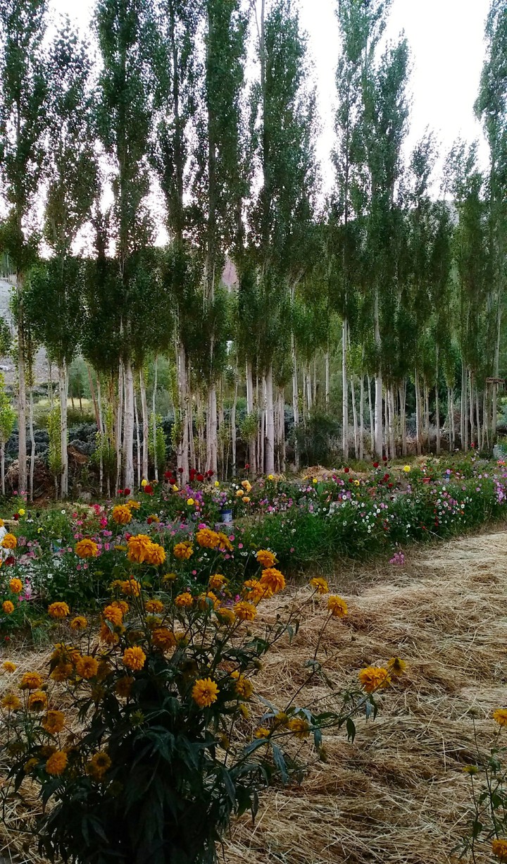 Around a homestay near Leh