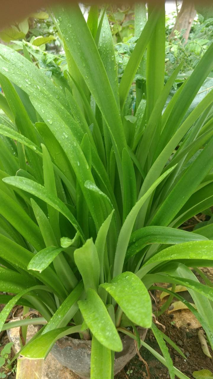 green leaves