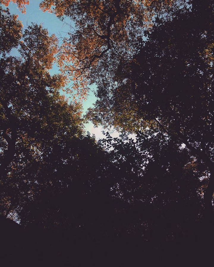 Trees
