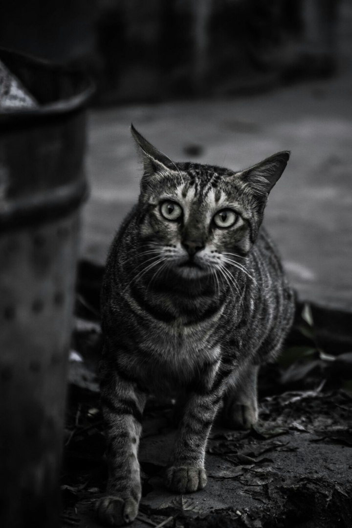 #cat #black and #white
