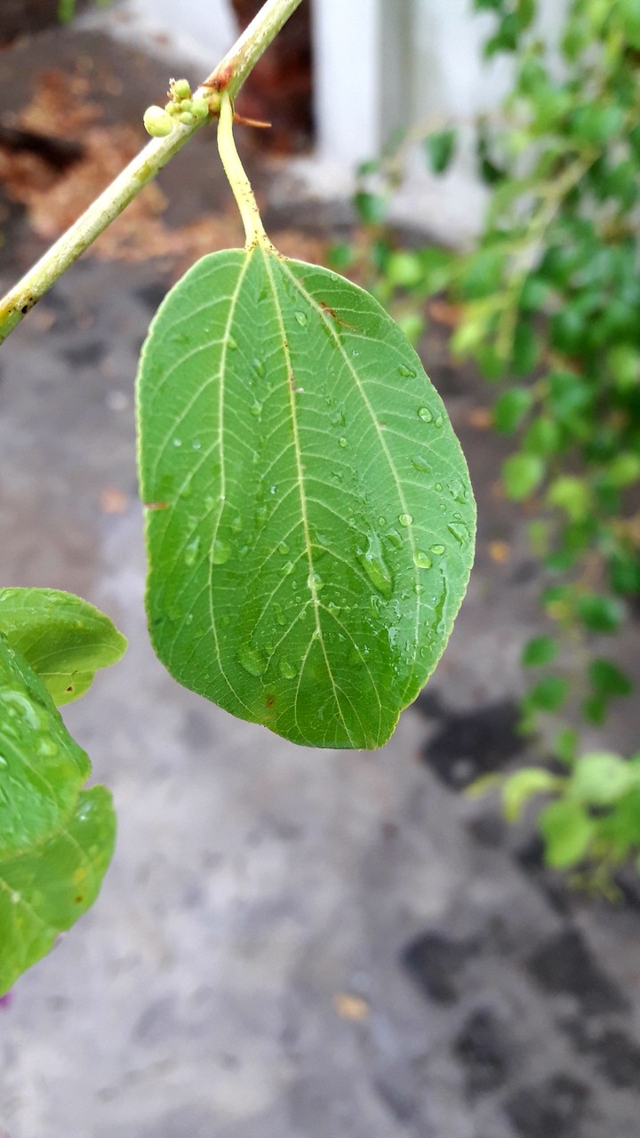 leafs