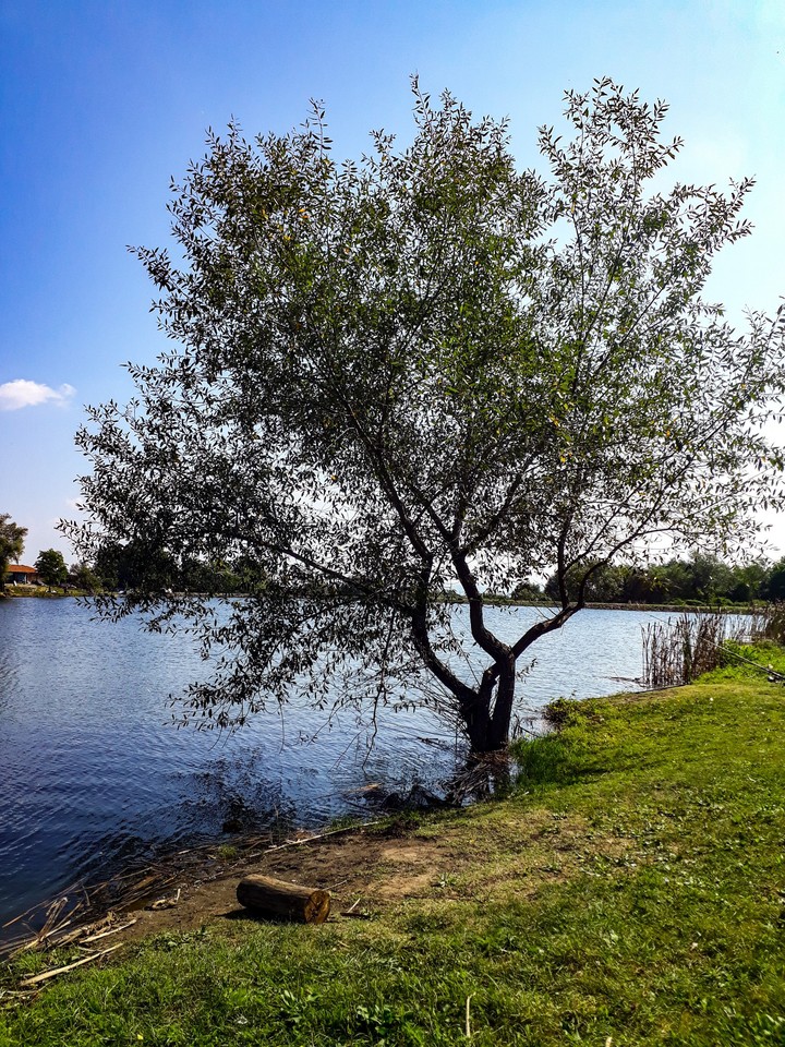 Tree near the lake