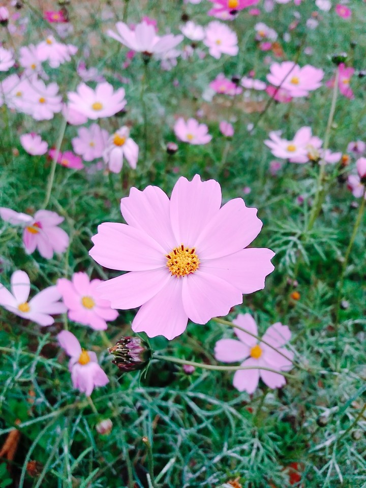 KOREA