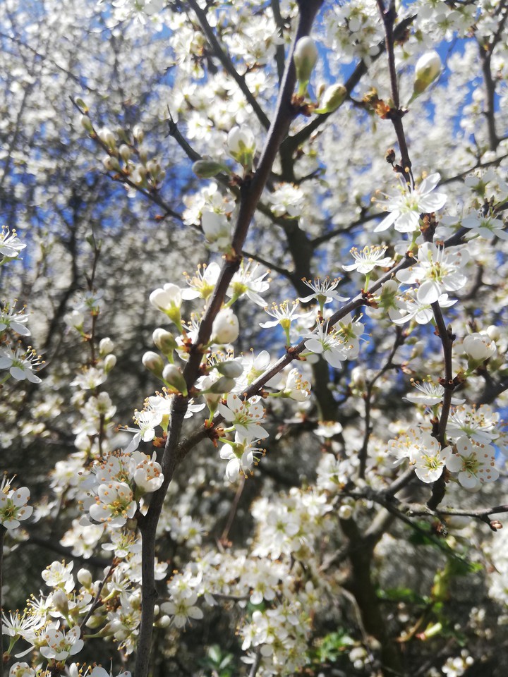 spring