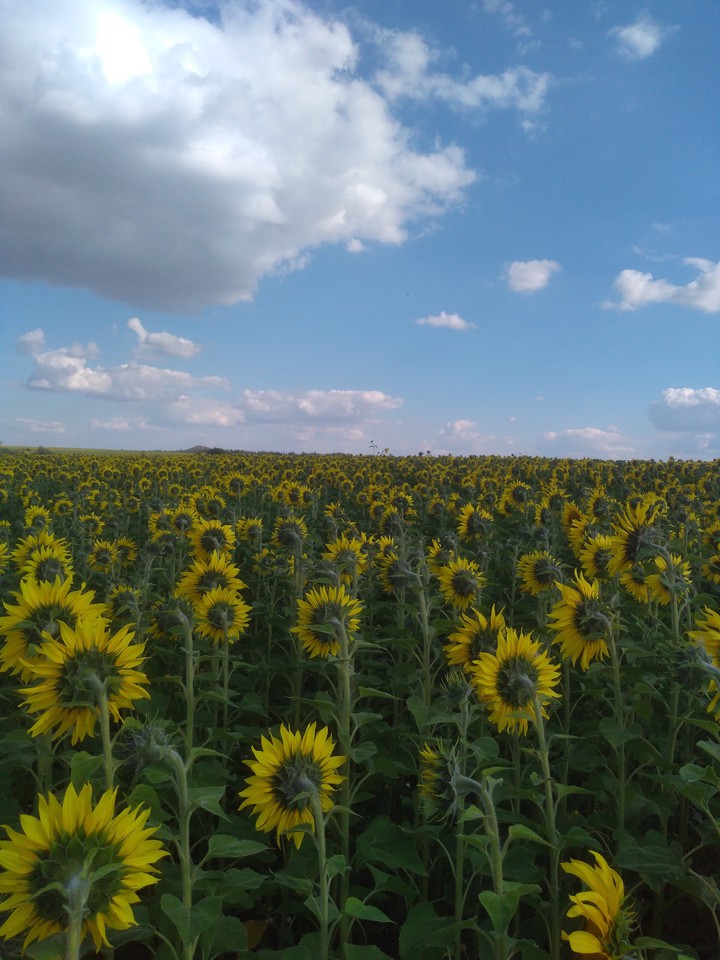 More, more sunflowers!