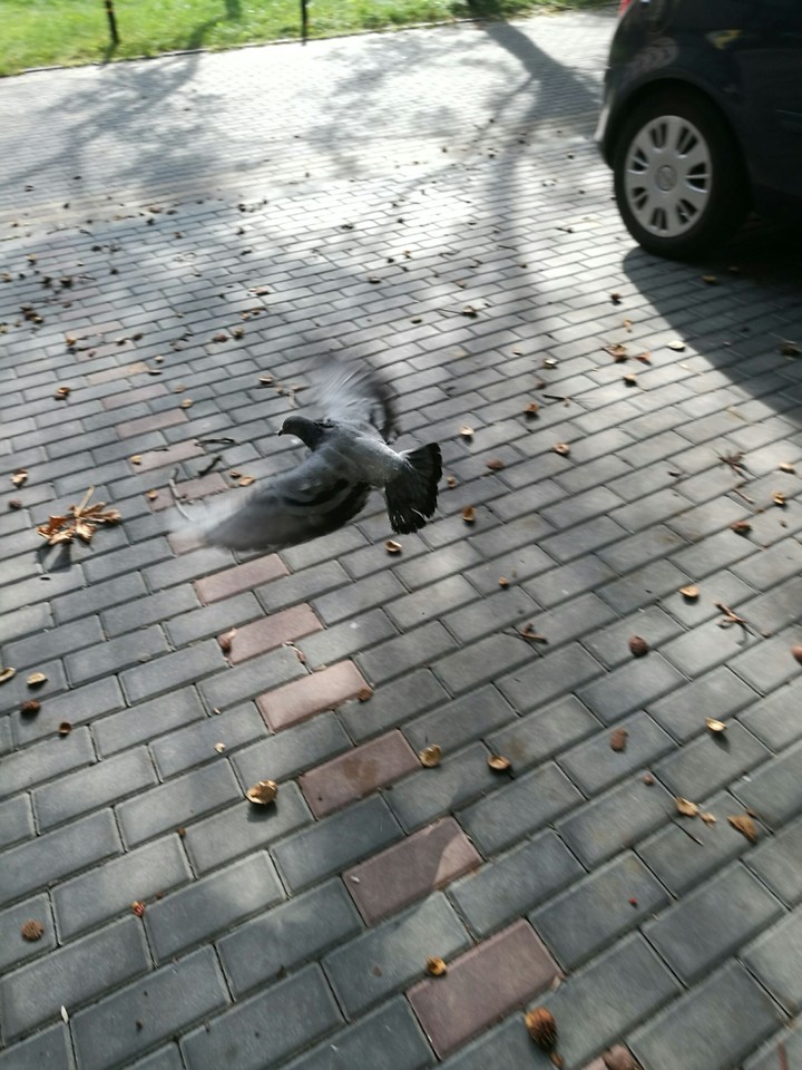fly