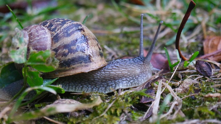 Snail