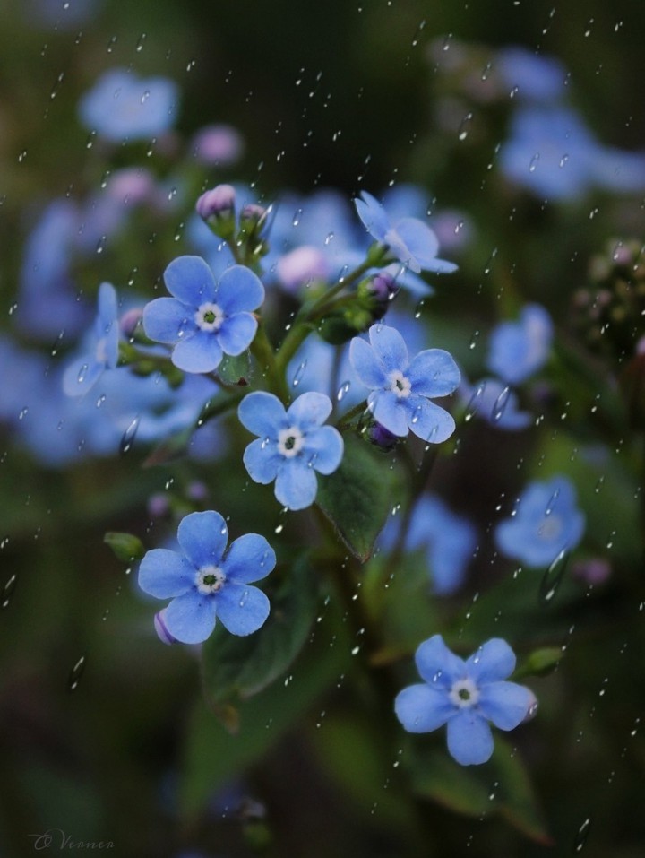 O.V.❀
