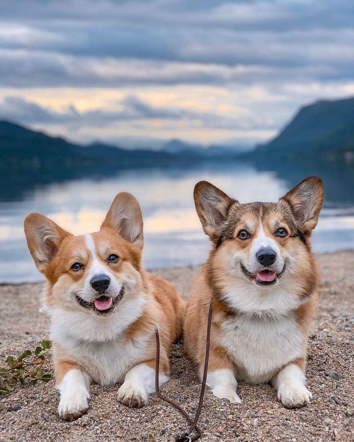 Dogs