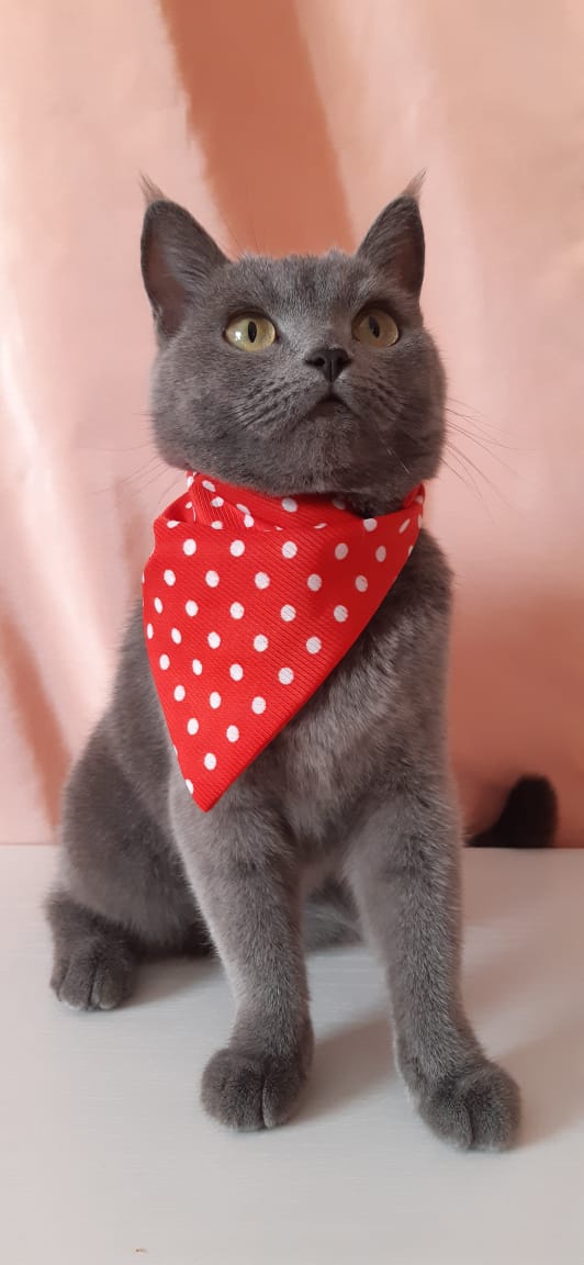 Симка