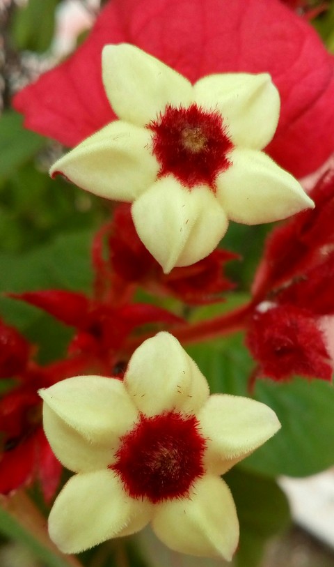 wildflower, flower wallpapers