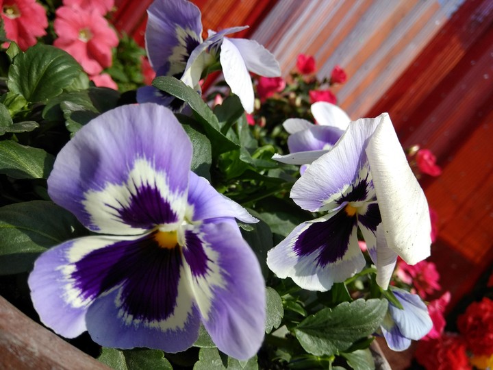 Flowers