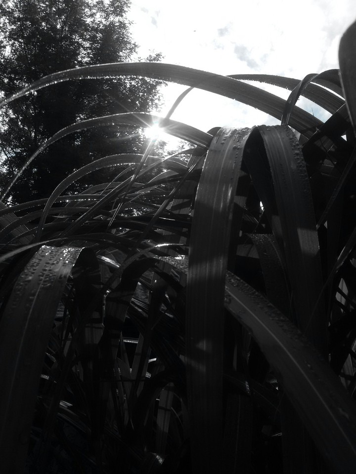 Bambus in Black
