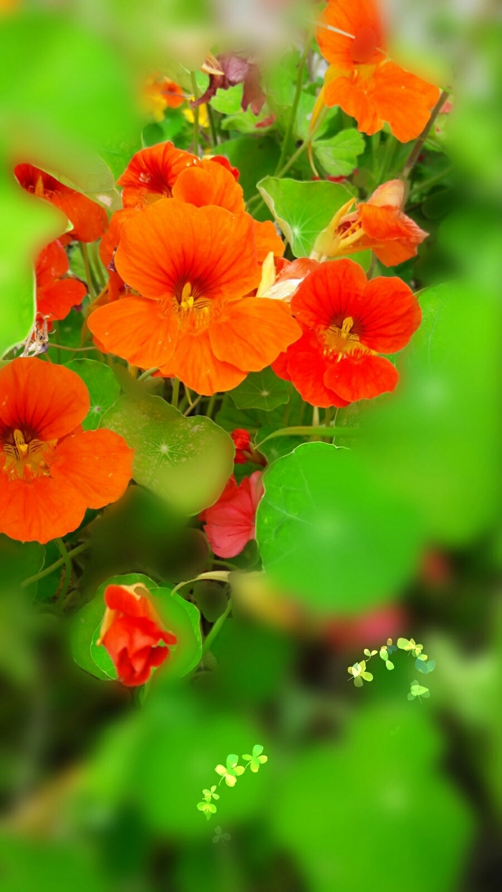 flowers  summer  happiness