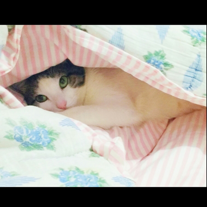 Mimo Cat!