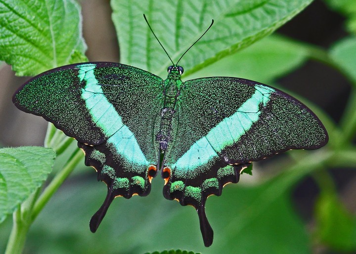 One of the most beautiful butterfly ever!