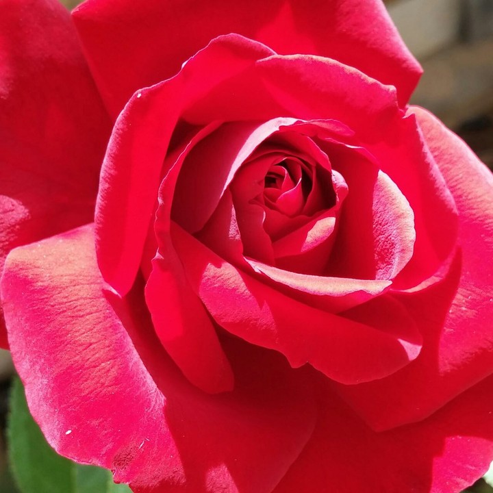 Beautiful flower