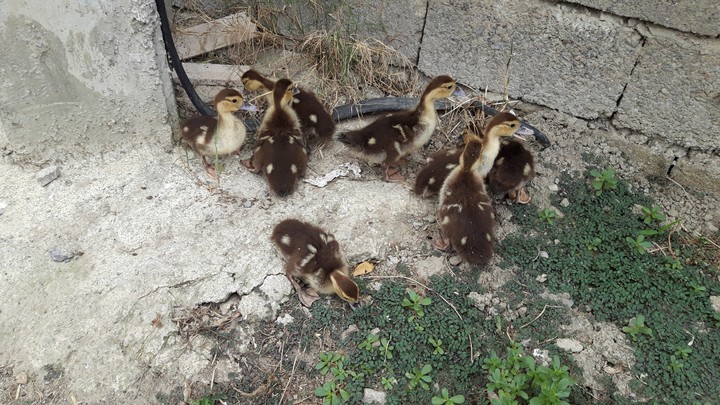 cute ducks ^_^