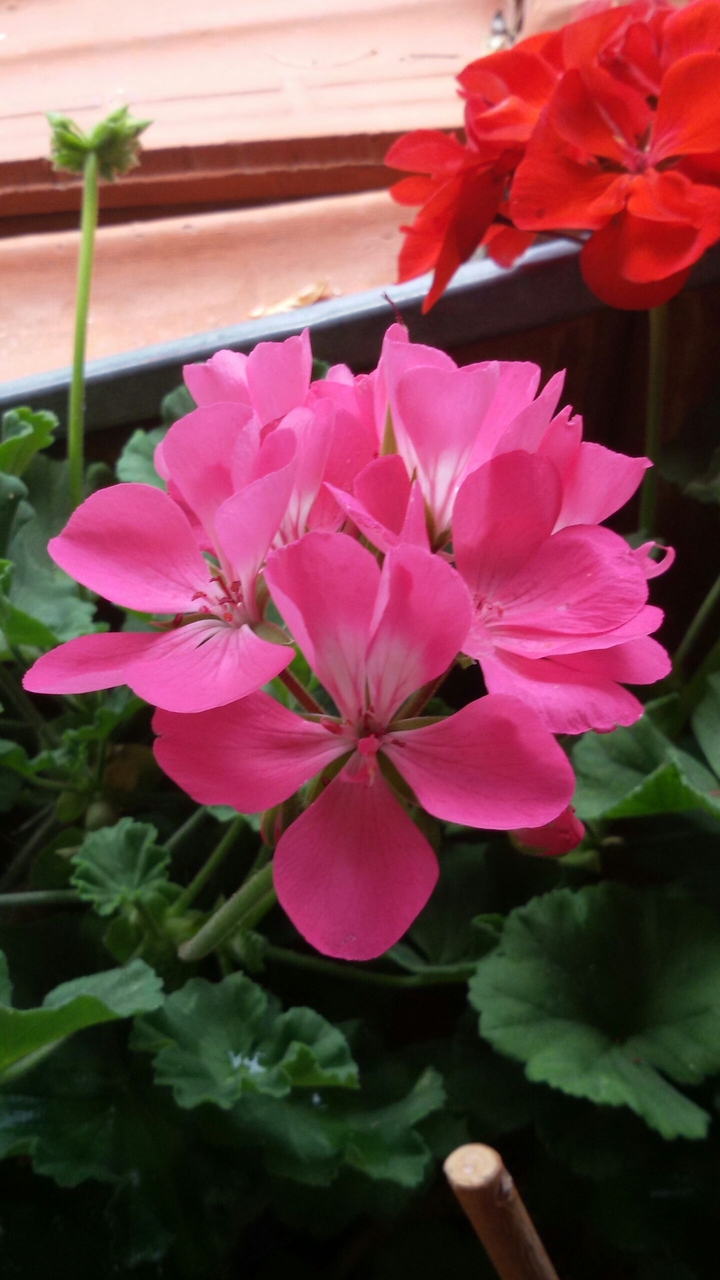 Geranium