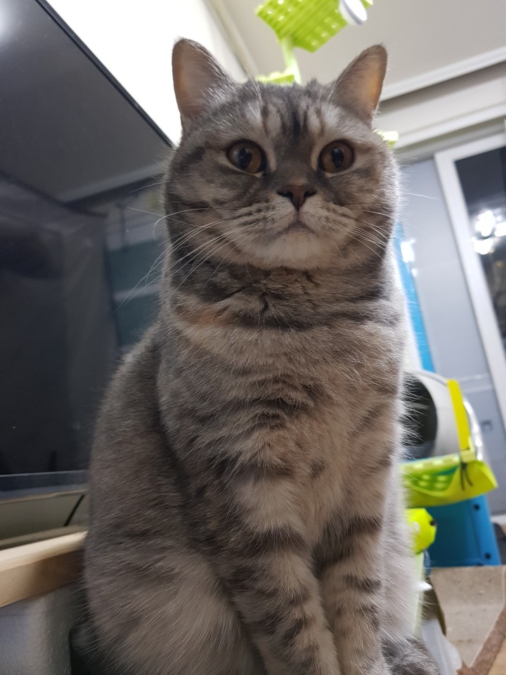 우리집 고양이