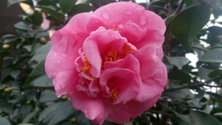 flower