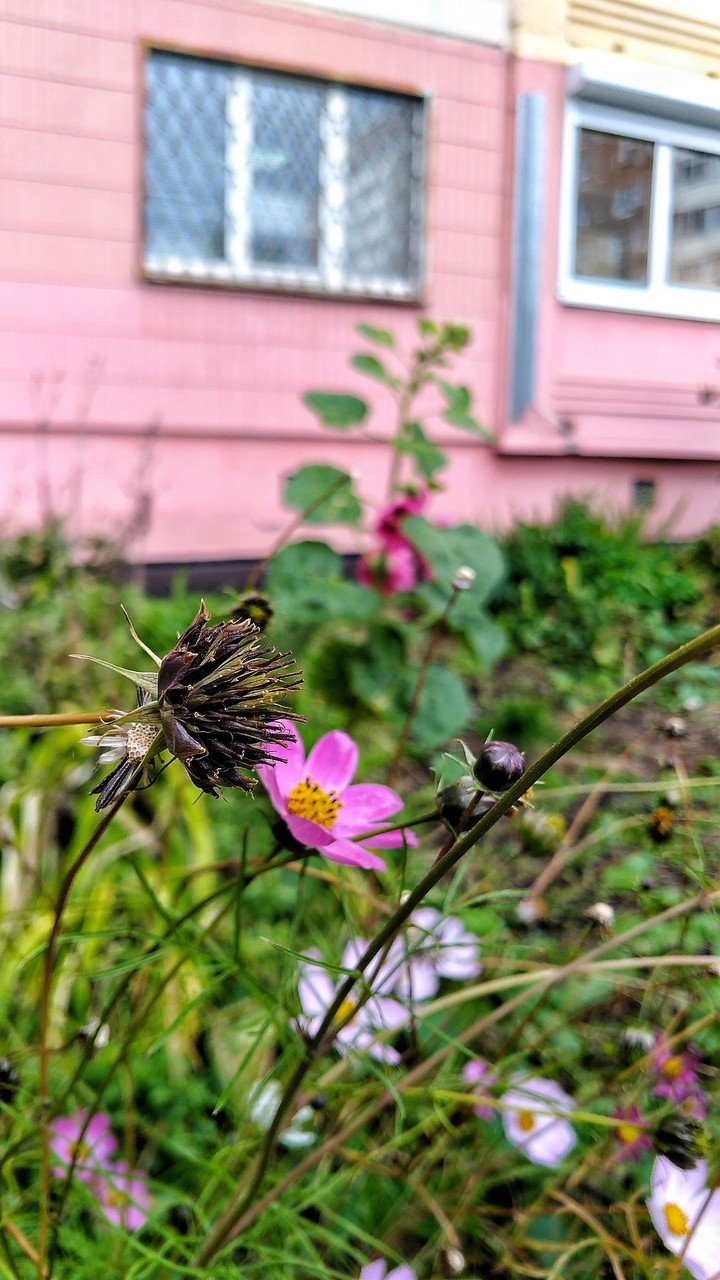 Simple flowers in autumn