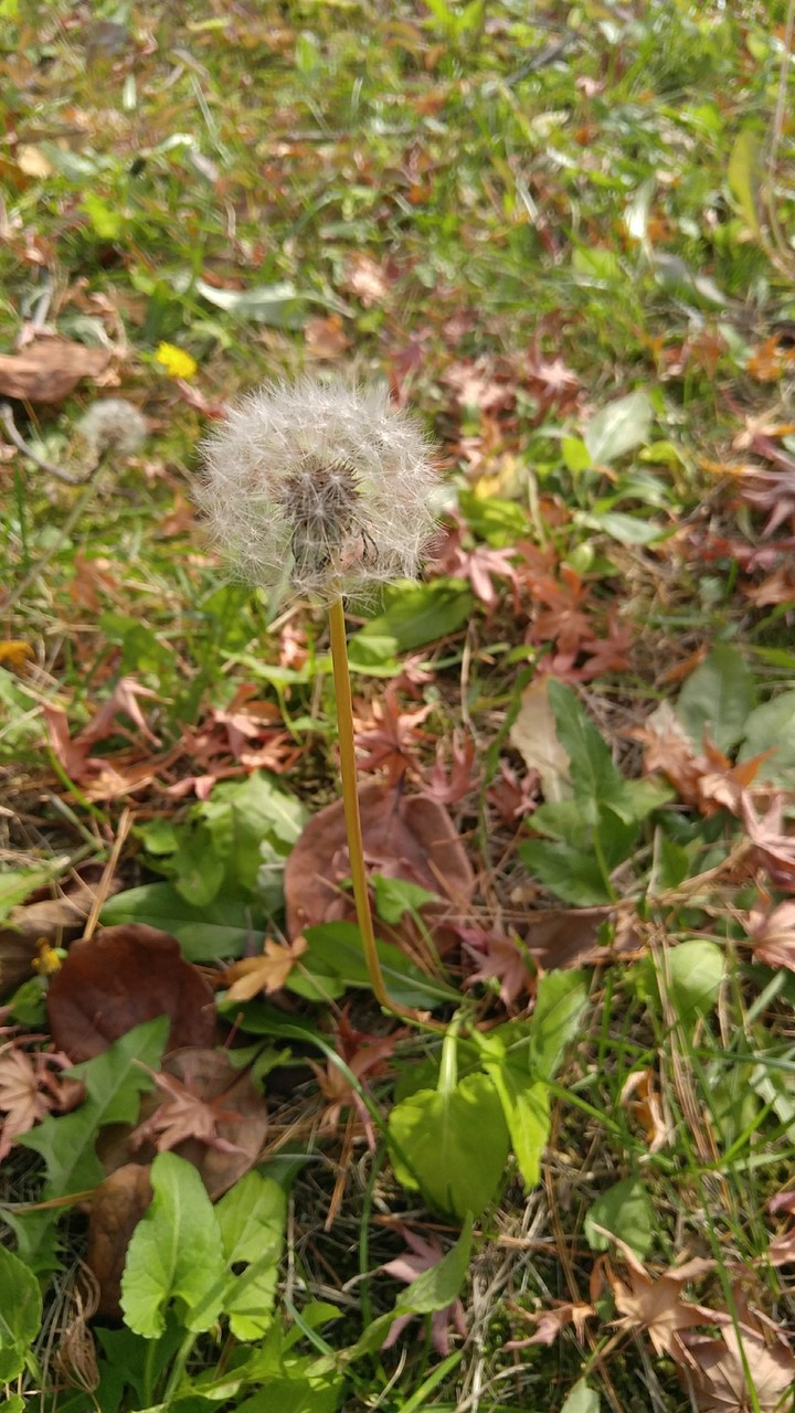 Dandelion seeds