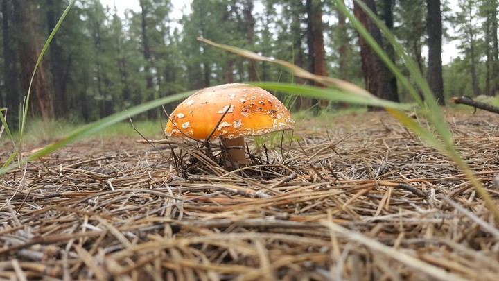 Mushroom