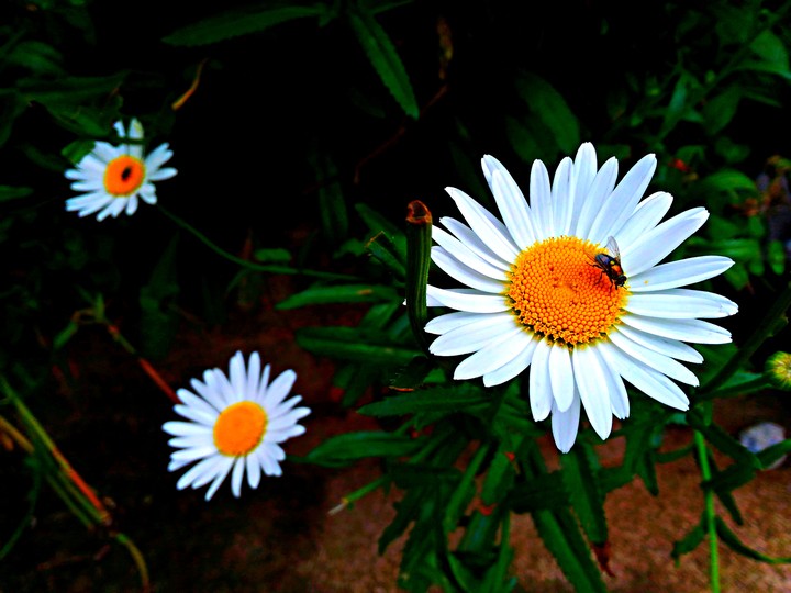 Flor e inseto