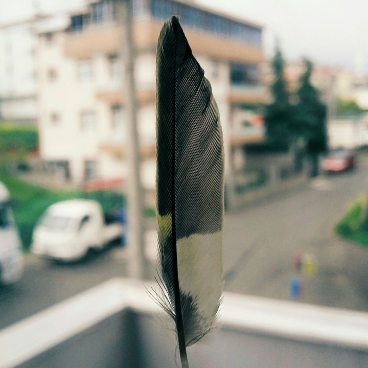 Feather