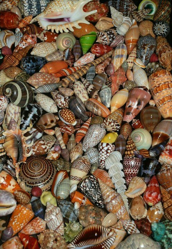 sea