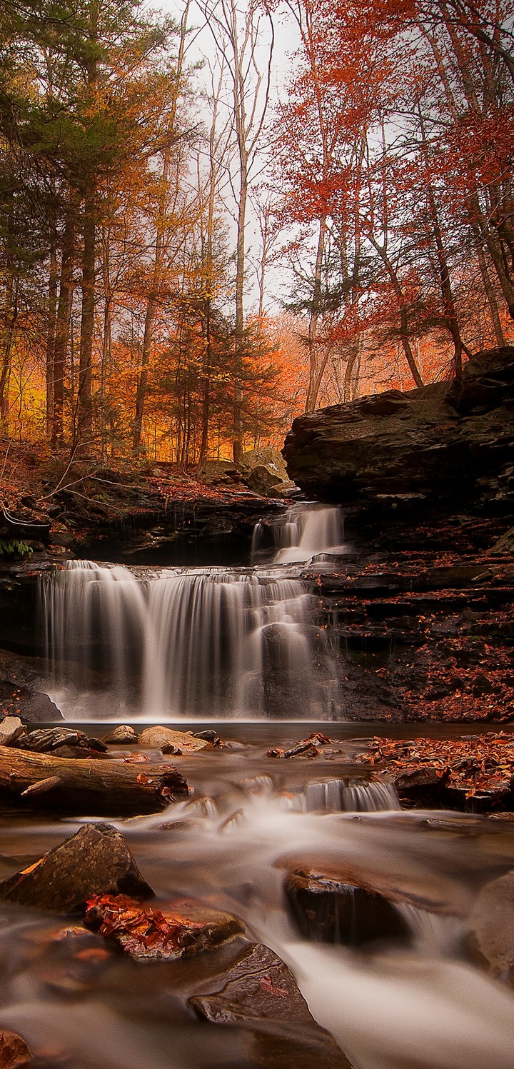 The flowing forest.