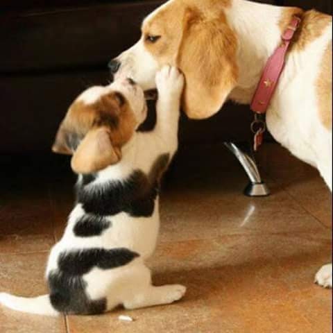 dogs and pets