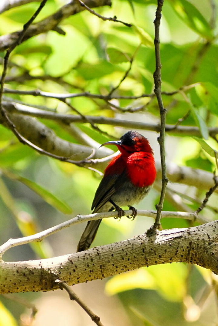 crimson sunbird