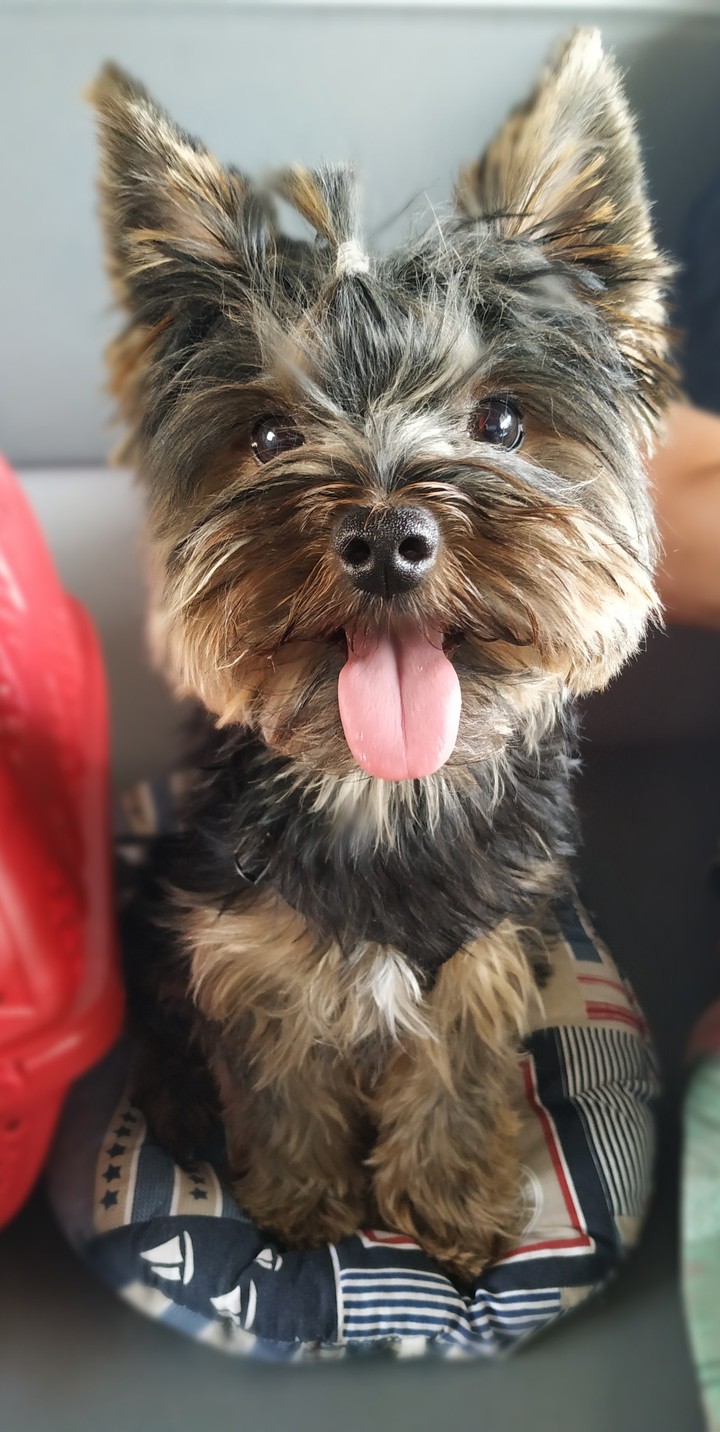dog's smile