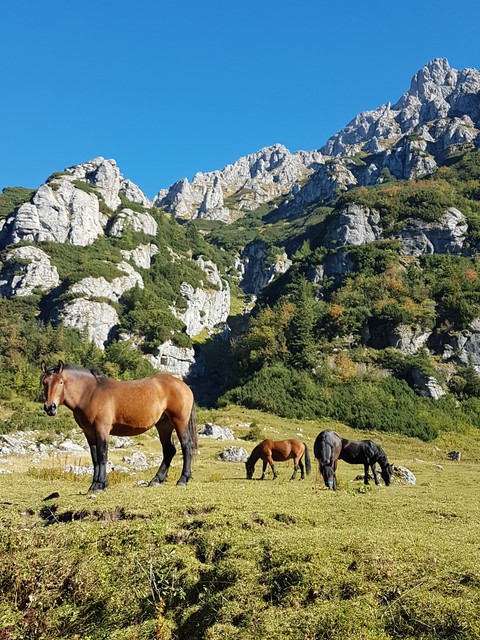 mountain, grassland Hintergrundbilder