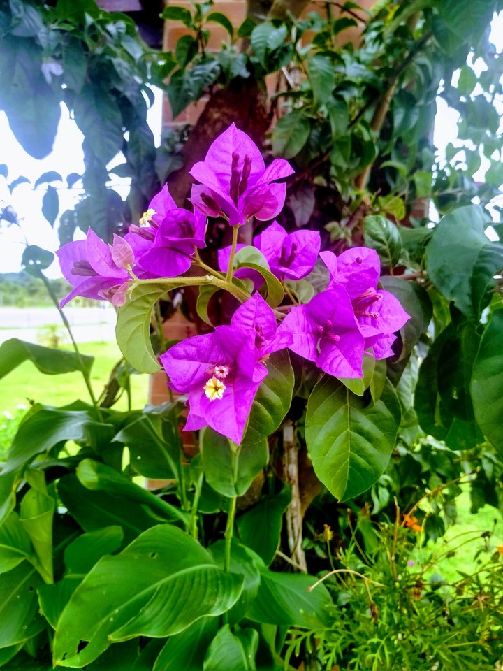 flor linda uns dias atrás.