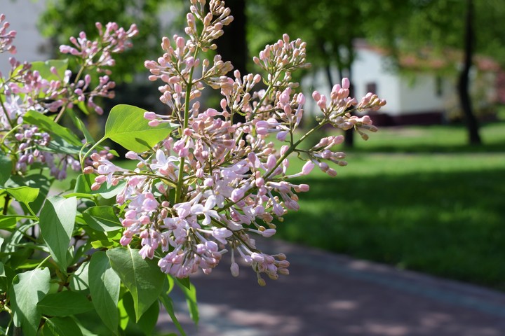 Сирень