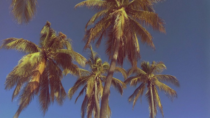 Palmas