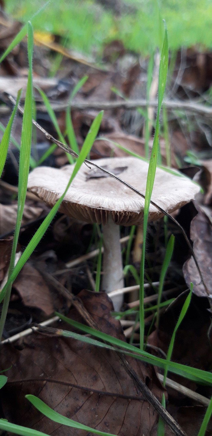Small mushroom