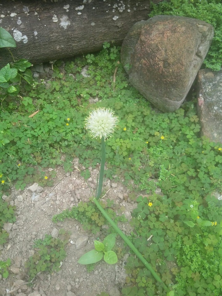 hành ^^