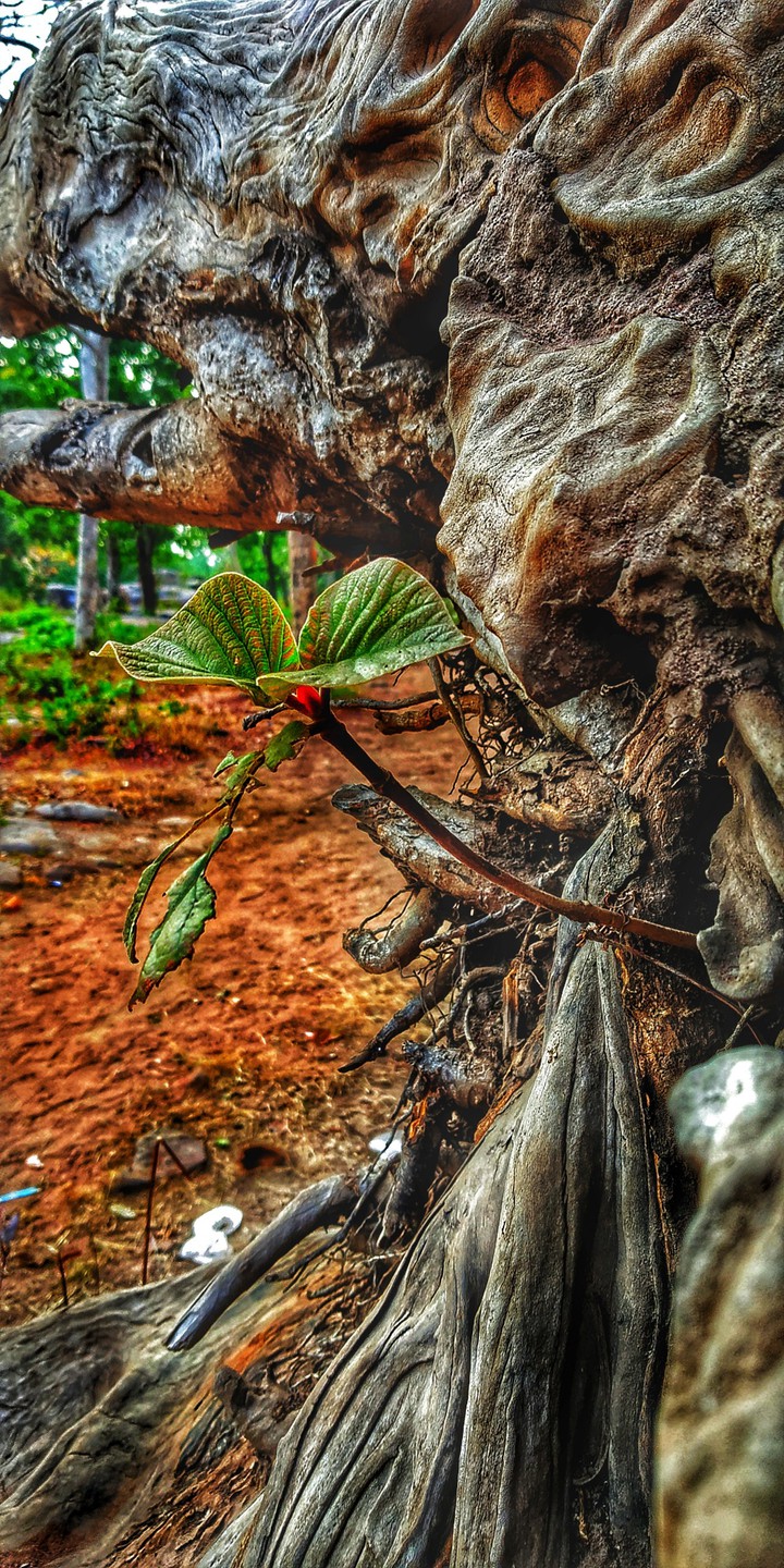 Nature
