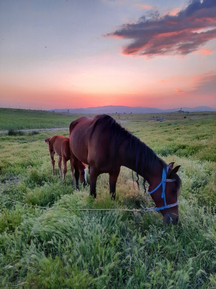horse