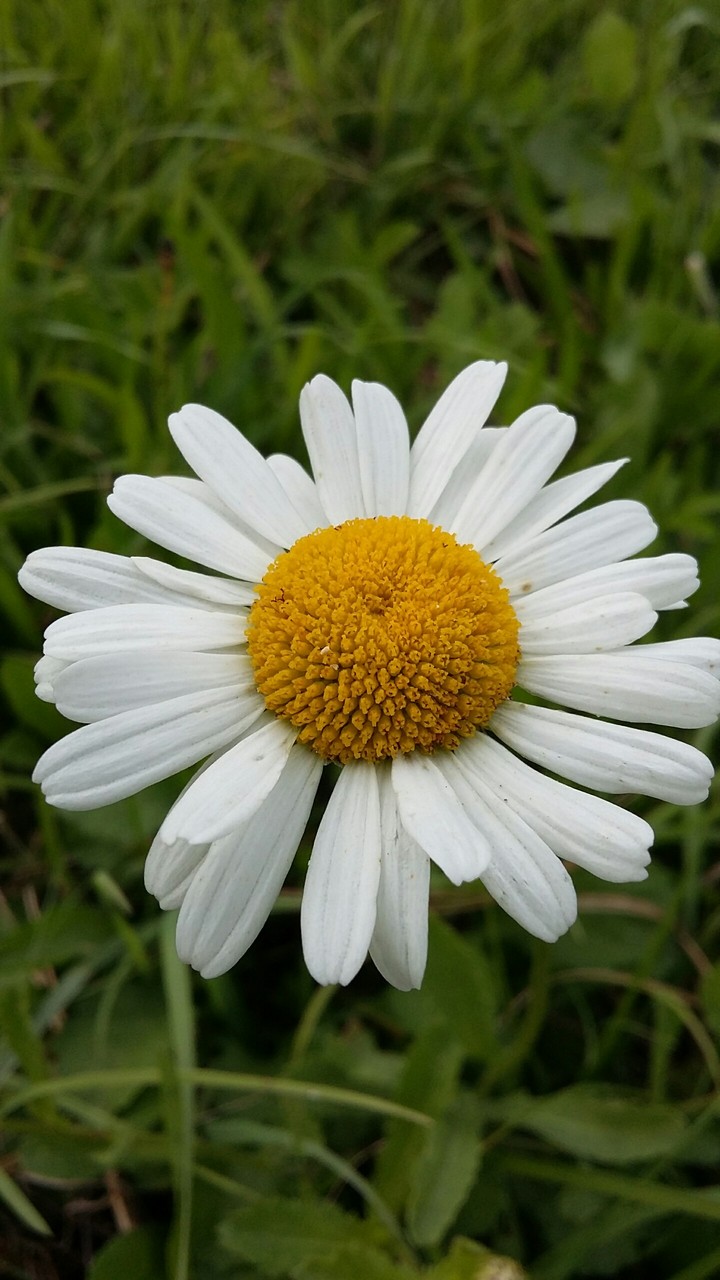 Big chamomile