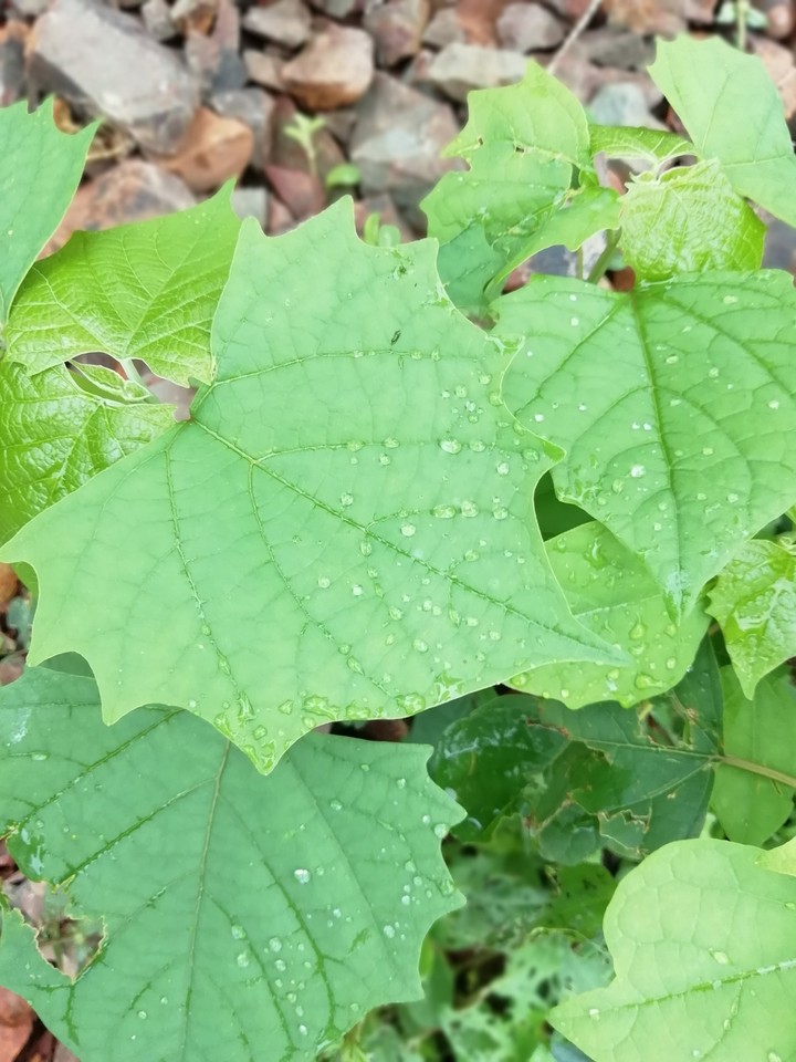 nature like anything