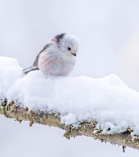 тапети snow, beak